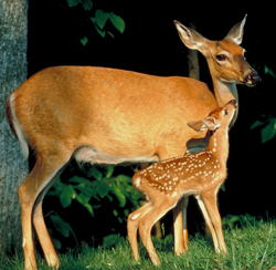 Bicycle City - Hospitable for Animals - Doe and Fawn